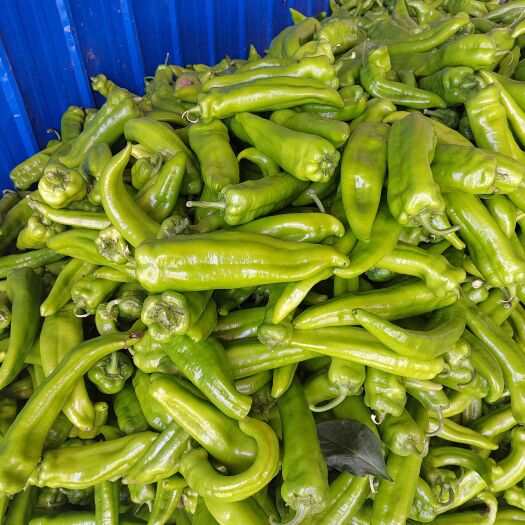 长子县圆椒牛椒大量上货质量好