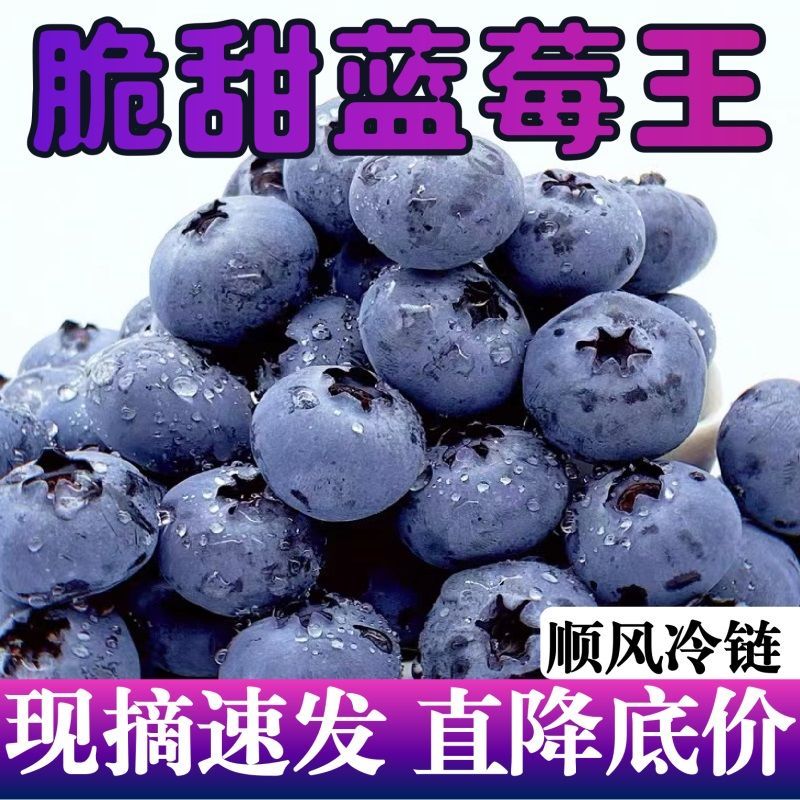 東港市順豐包郵新鮮藍莓果應季水果寶寶輔食甜優惠超大果一斤批發