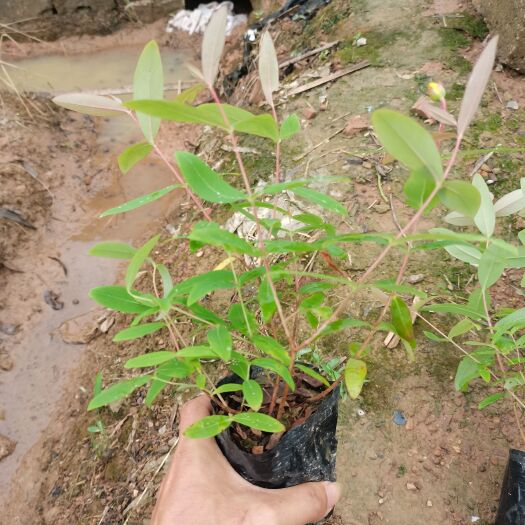 浏阳市基地直销批发金丝桃杯苗