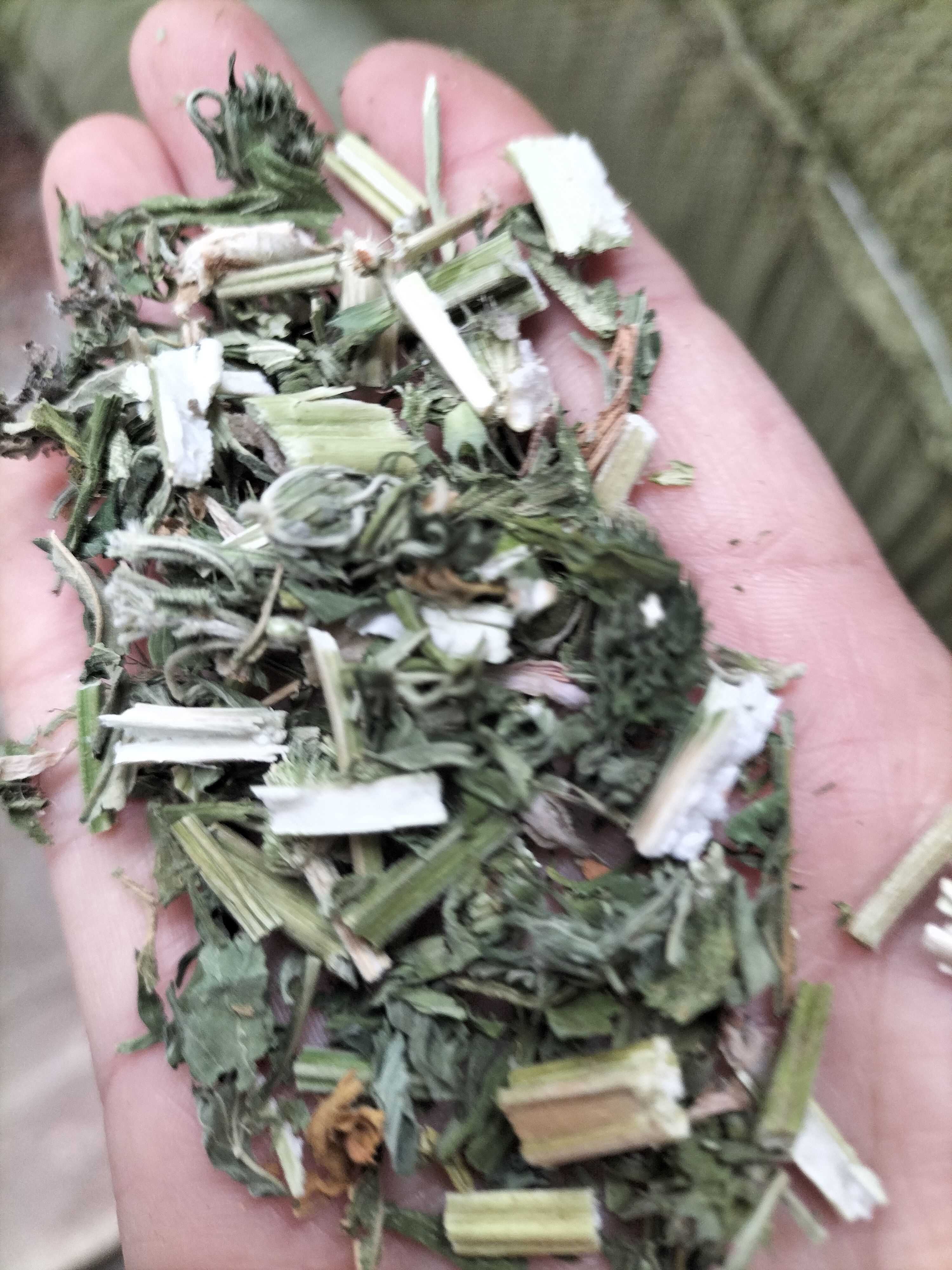 （包邮）益母草切段，药效高，纯绿色。