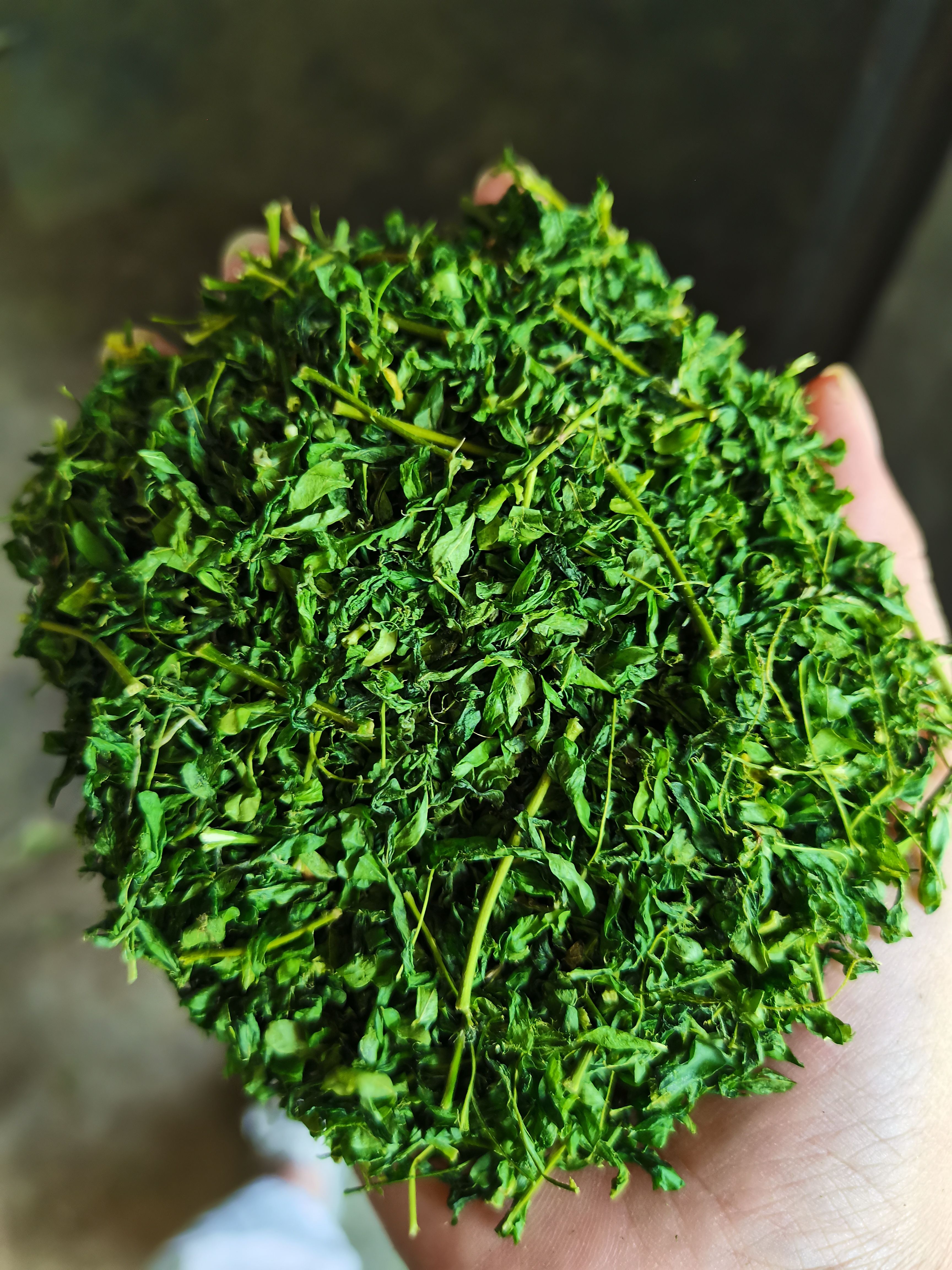 相思茶，鸡骨草茶，油柑茶，茶，非常漂亮现货，色香味俱全。