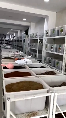 一地綠種子批發(fā)中心