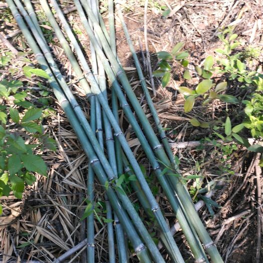 芦溪县菜架竹