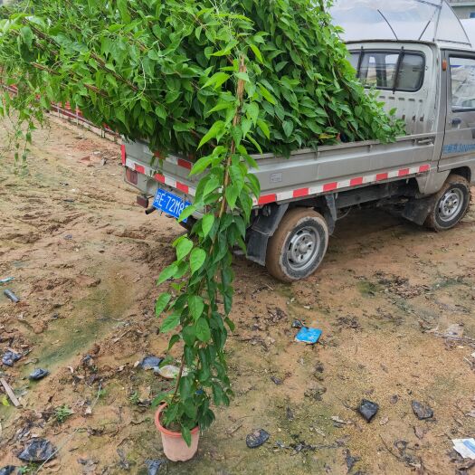 漳州炮仗花