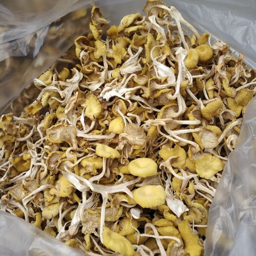 中江县榆黄菇
