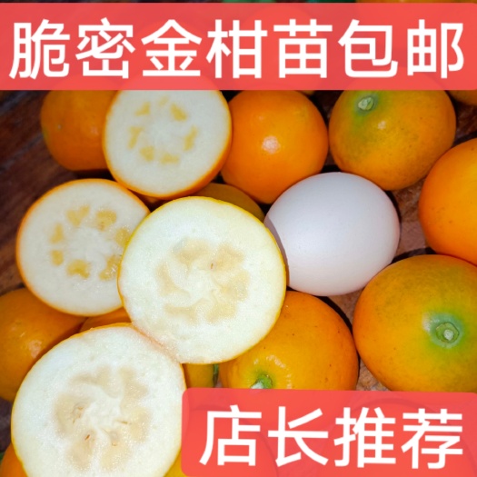 荔浦市脆密金柑苗，脆密金桔苗，原产地发货，假一赔十，保证成活