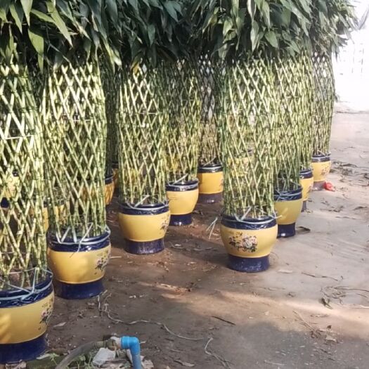 广州富贵竹笼批发零售