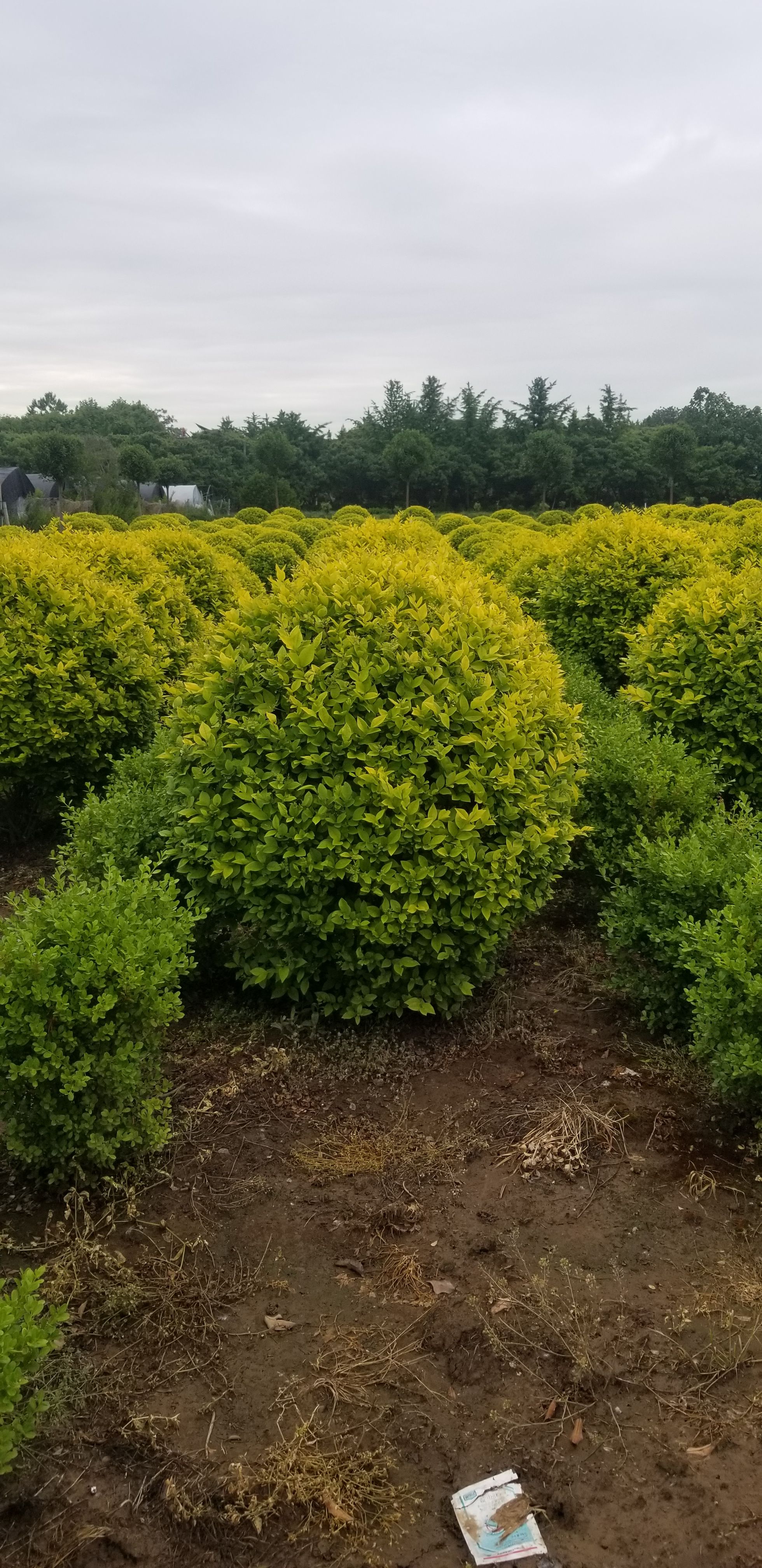 金叶女贞球1.5米金叶女贞球