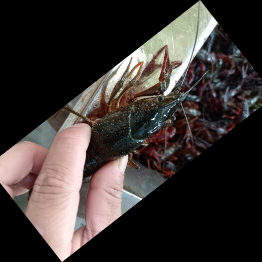洪湖市小龙虾