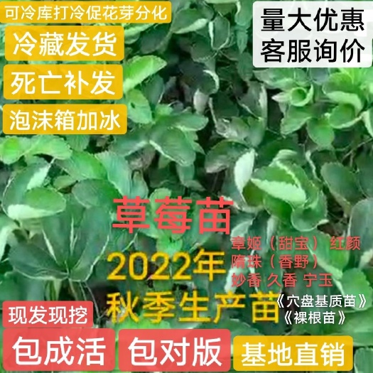 临沂妙七草莓苗   秋季草莓脱毒生产苗
