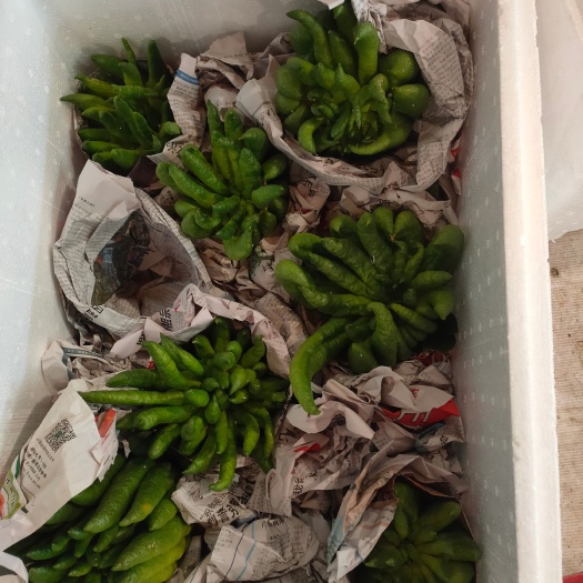 广州佛手观赏果