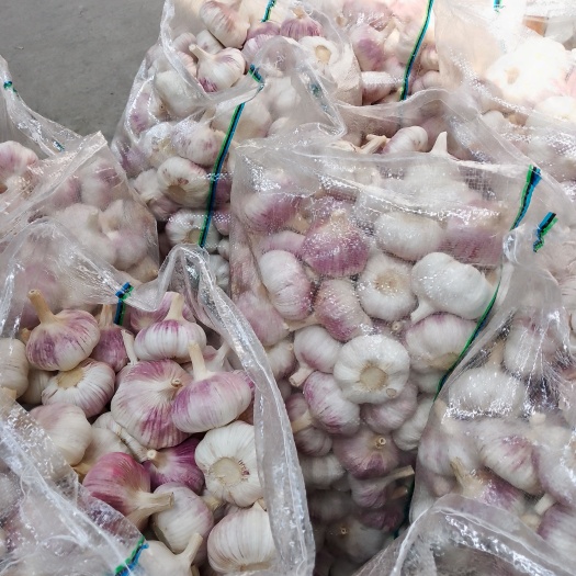 邳州市精品净蒜红皮蒜质量保证销量全国各地