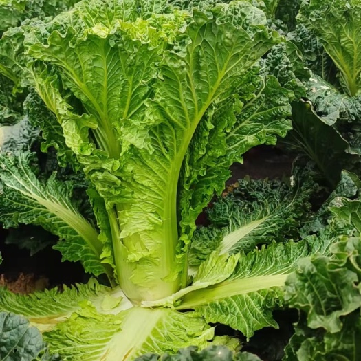 赫章县青口白长期稳定供应麻叶菜竹筒菜