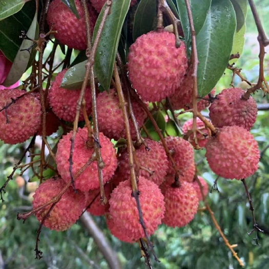 高州市从化桂味荔枝  糯米糍荔枝 果大核小 厚肉 多汁清甜顺丰空运