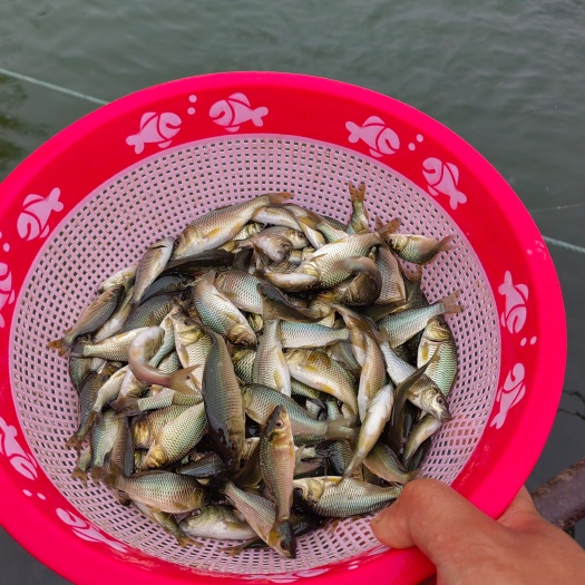 商丘精品鲤鱼苗。产地直销