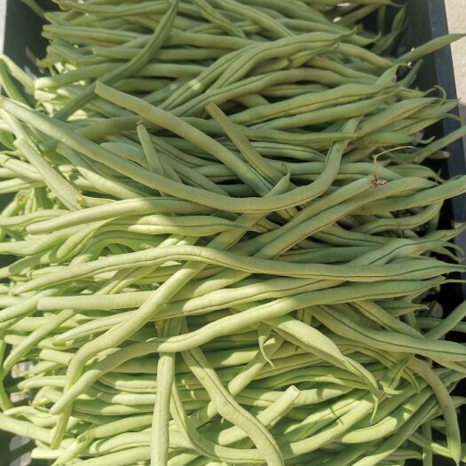 宝鸡无筋豆角架豆王