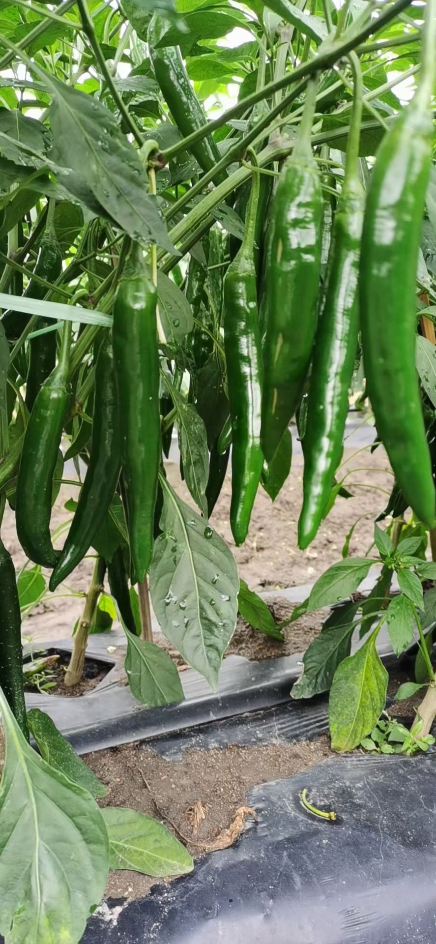 田友大红美人椒种子