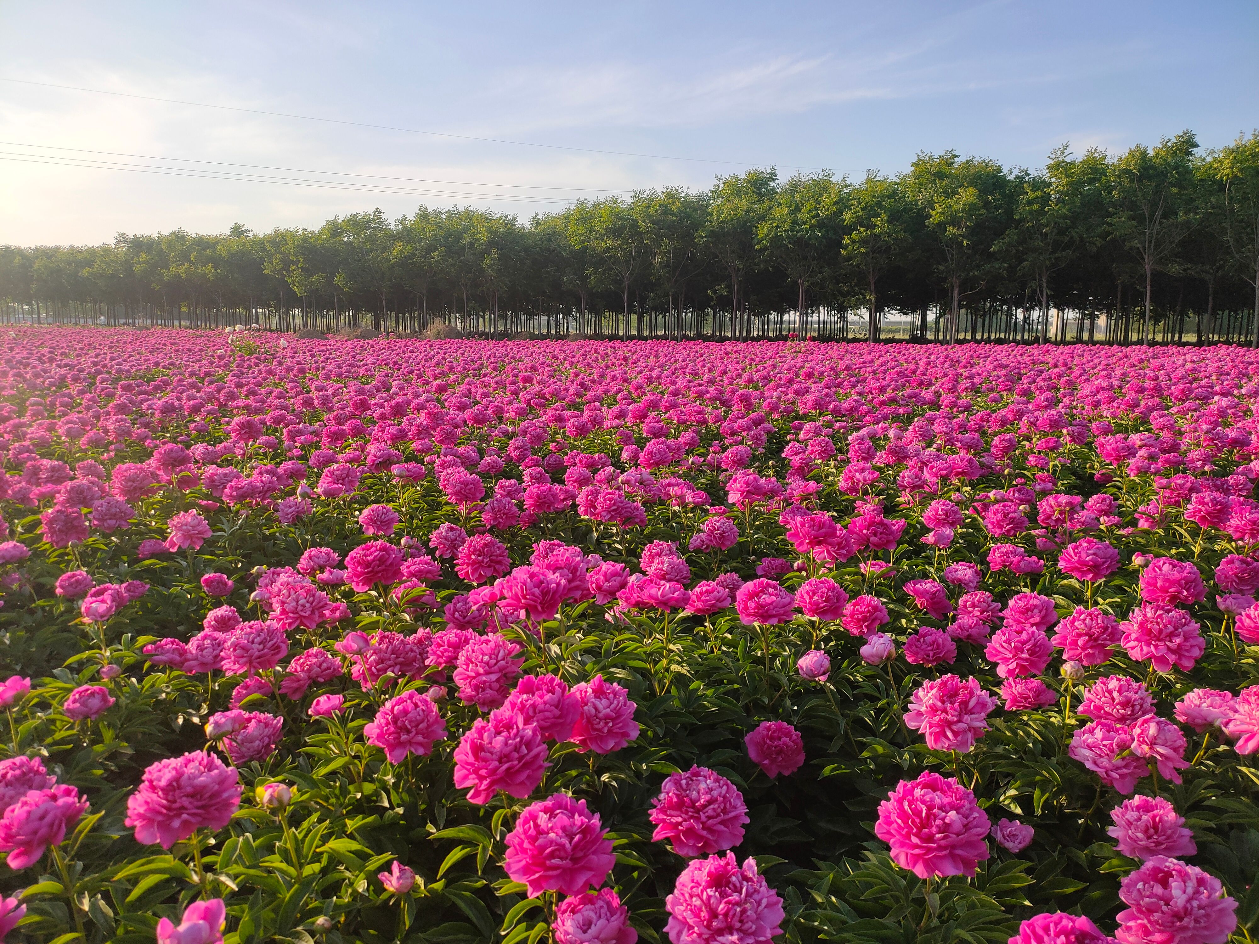 芍药 大富贵