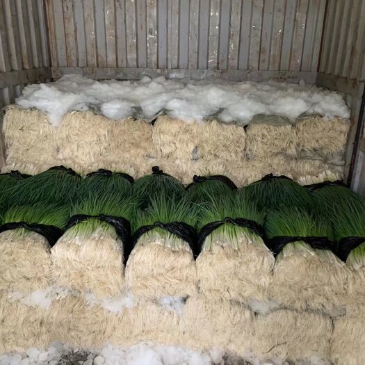 湄潭县精品四季小香葱