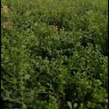 沂水县40公分以上黄杨