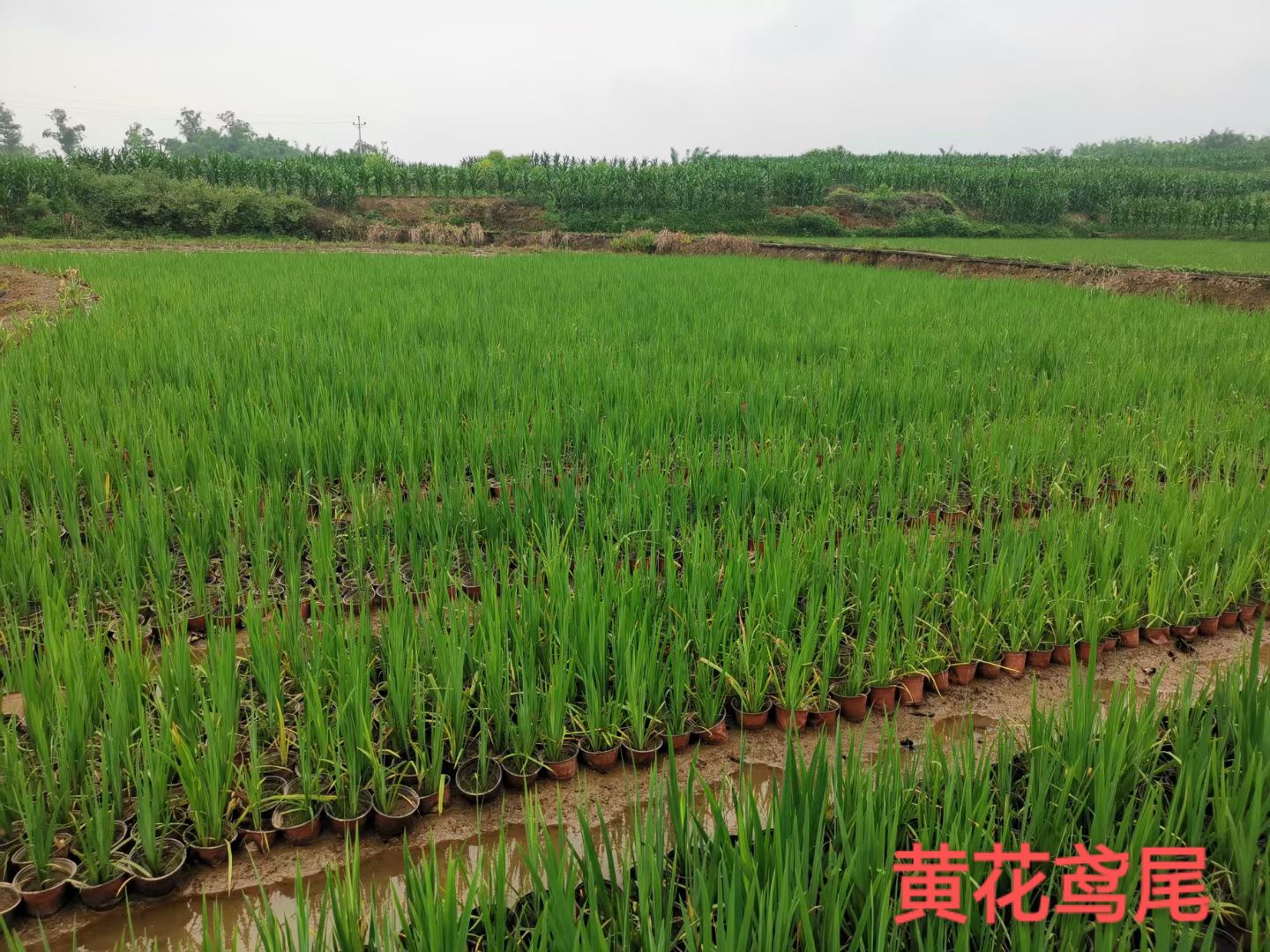 观叶观花室外路边庭院绿化花卉植物种子美人蕉种根耐寒多年生宿根