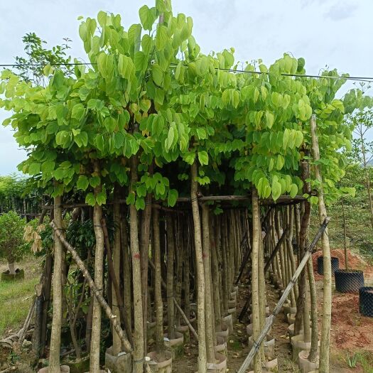 普宁市樱花羊蹄甲5公分起移植袋苗