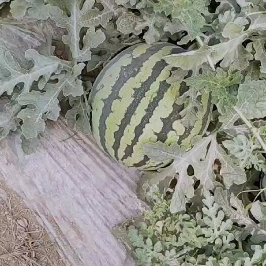 滨海县盐城特色美都无籽西瓜