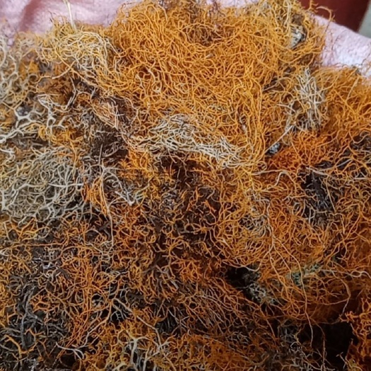 黑水县红雪茶