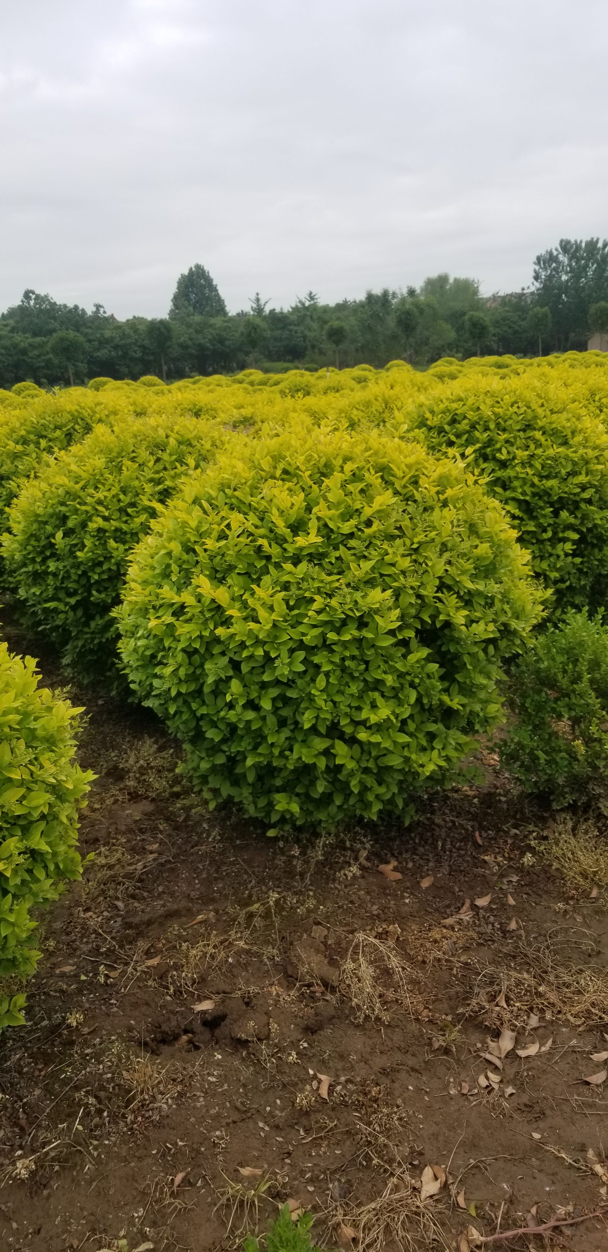 金叶女贞球1.5米金叶女贞球