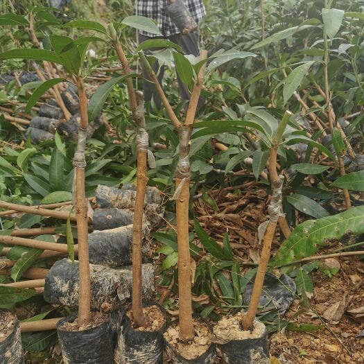 钦州100万棵芒果苗基地直供