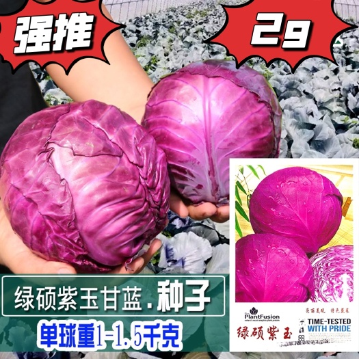 绵阳红色甘蓝种子紫衣甘蓝种子紫红包菜种子莲花白种子