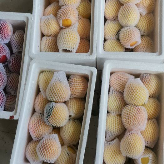 砀山县八三    19     黄桃