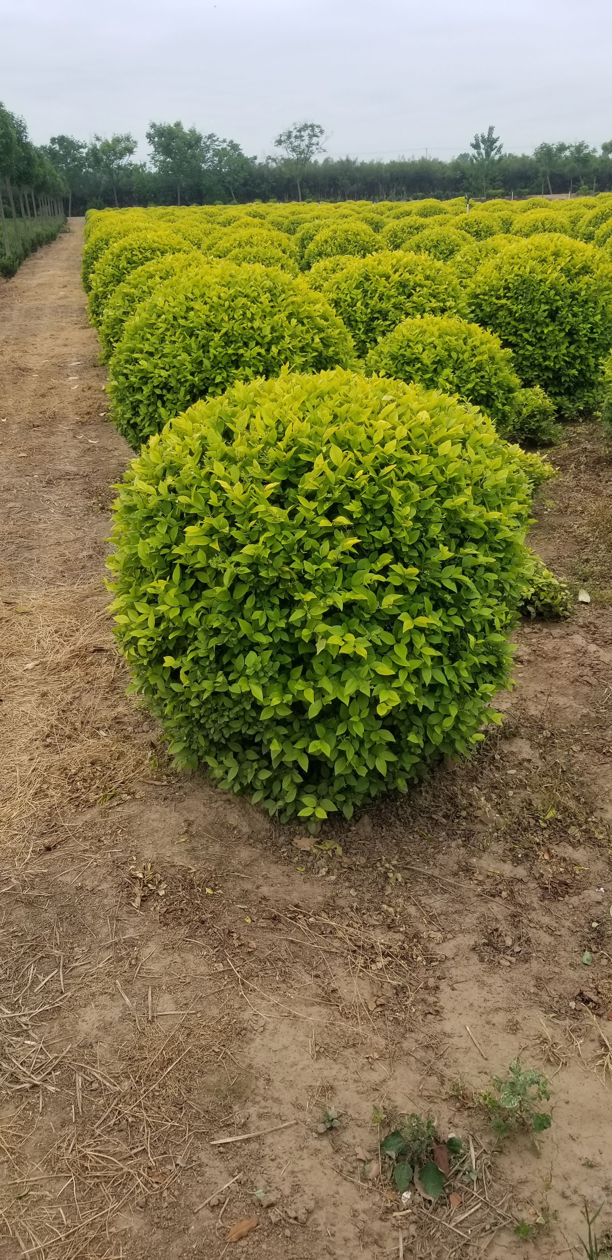 金叶女贞球1.5米金叶女贞球