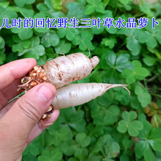 莆田水晶萝卜