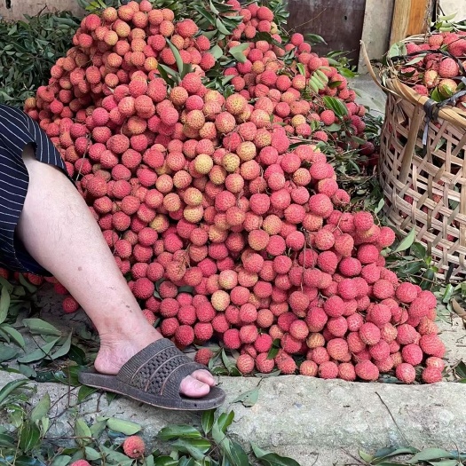 广州糯米糍，桂味荔枝联系