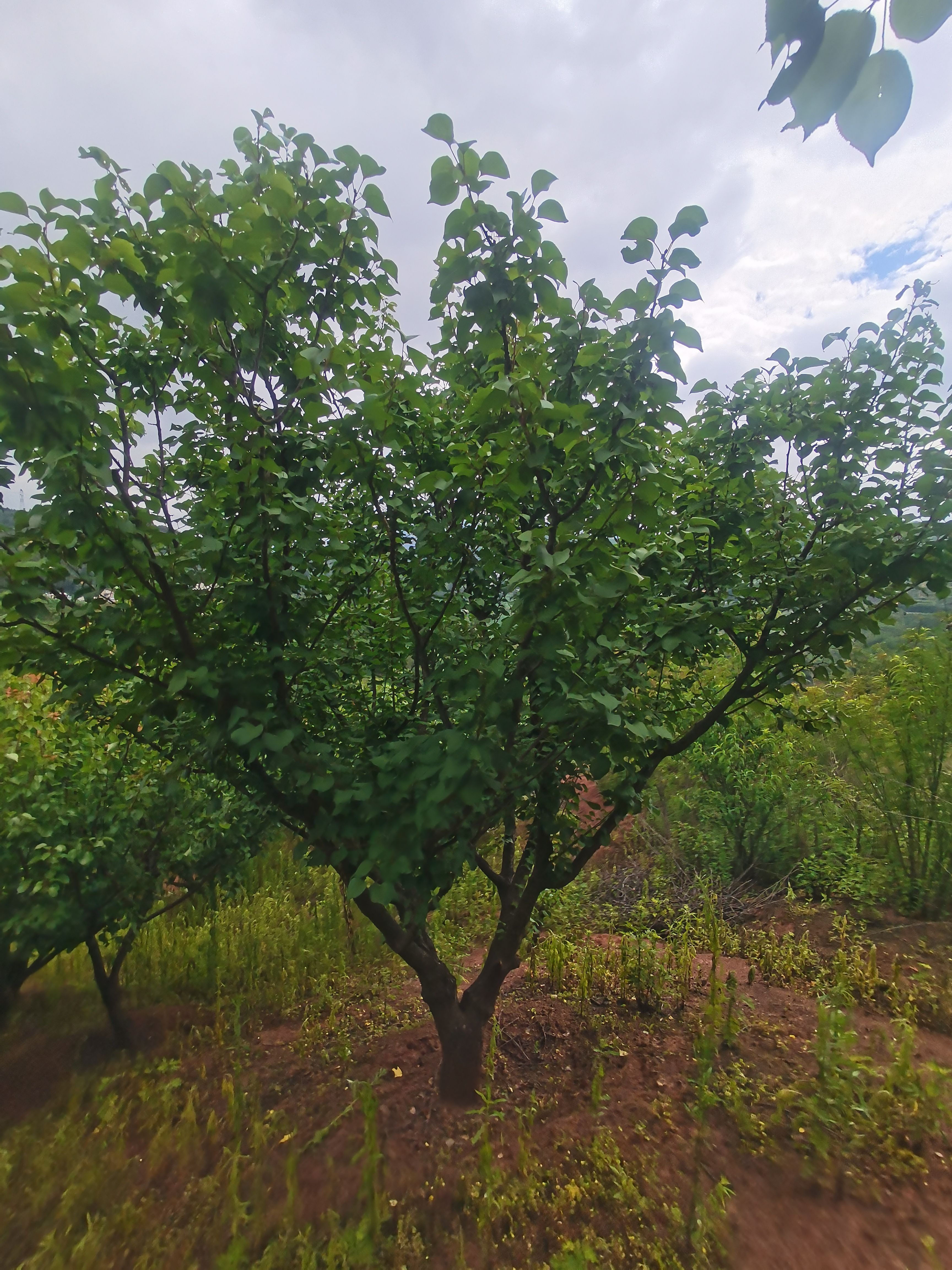 出售地径15-30公分精品山杏树