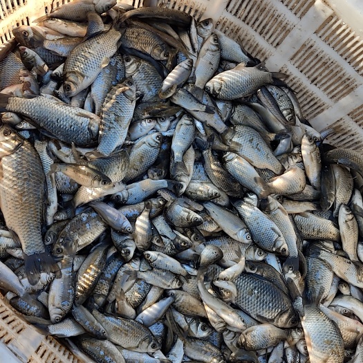 哈尔滨黑龙江饲料鱼小鲫鱼批发，789公分小鲫鱼，速冻饲料鱼供应商