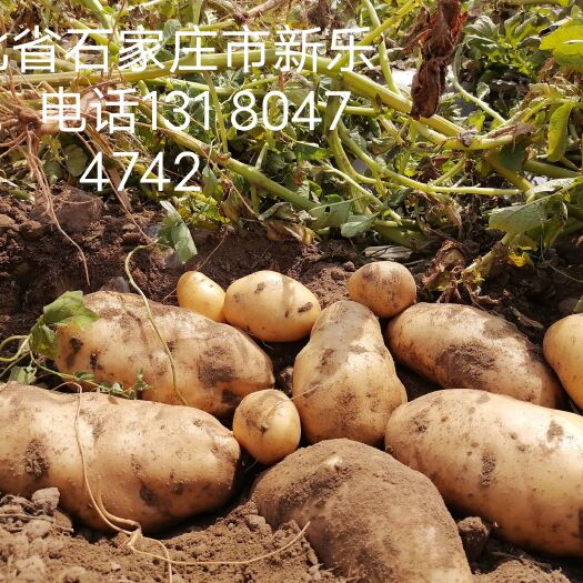 新乐市荷兰15土豆，沙土地种植，保证品质。农户批发直销。