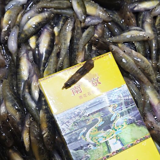 哈尔滨黑龙江山根鱼山坑鱼产地批发，大小号爬地虎虾虎鱼，小黄鱼供应商
