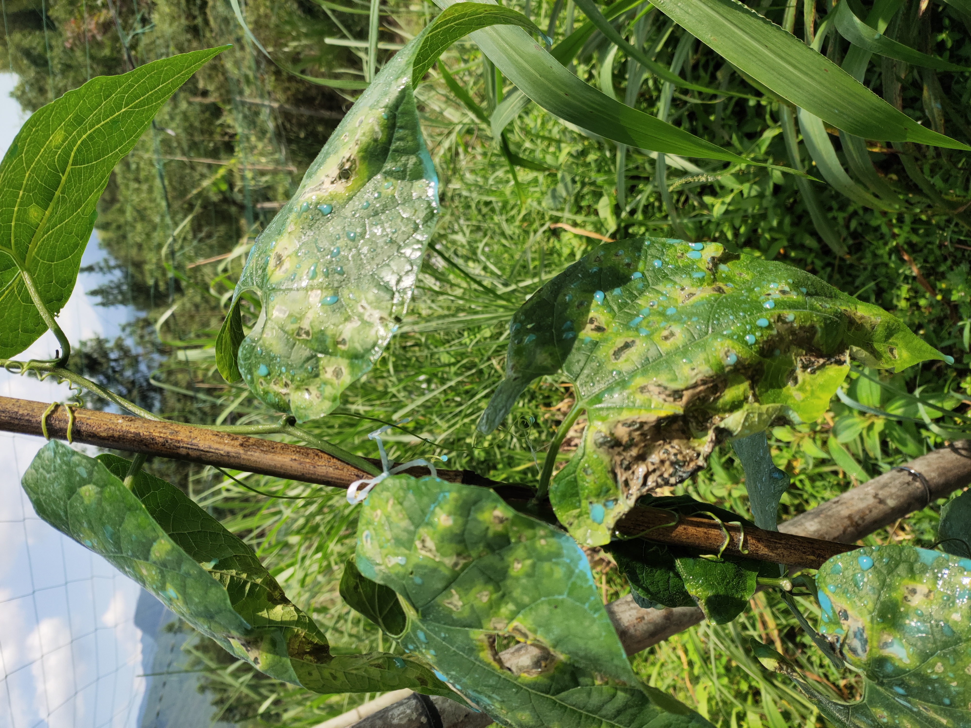 罗汉果烂叶叶烂后有洞如图这是什么病用什么药请专家指教