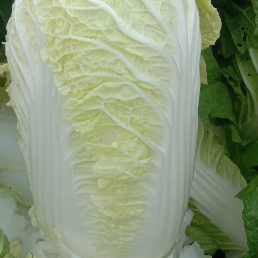 喀喇沁旗娃娃菜