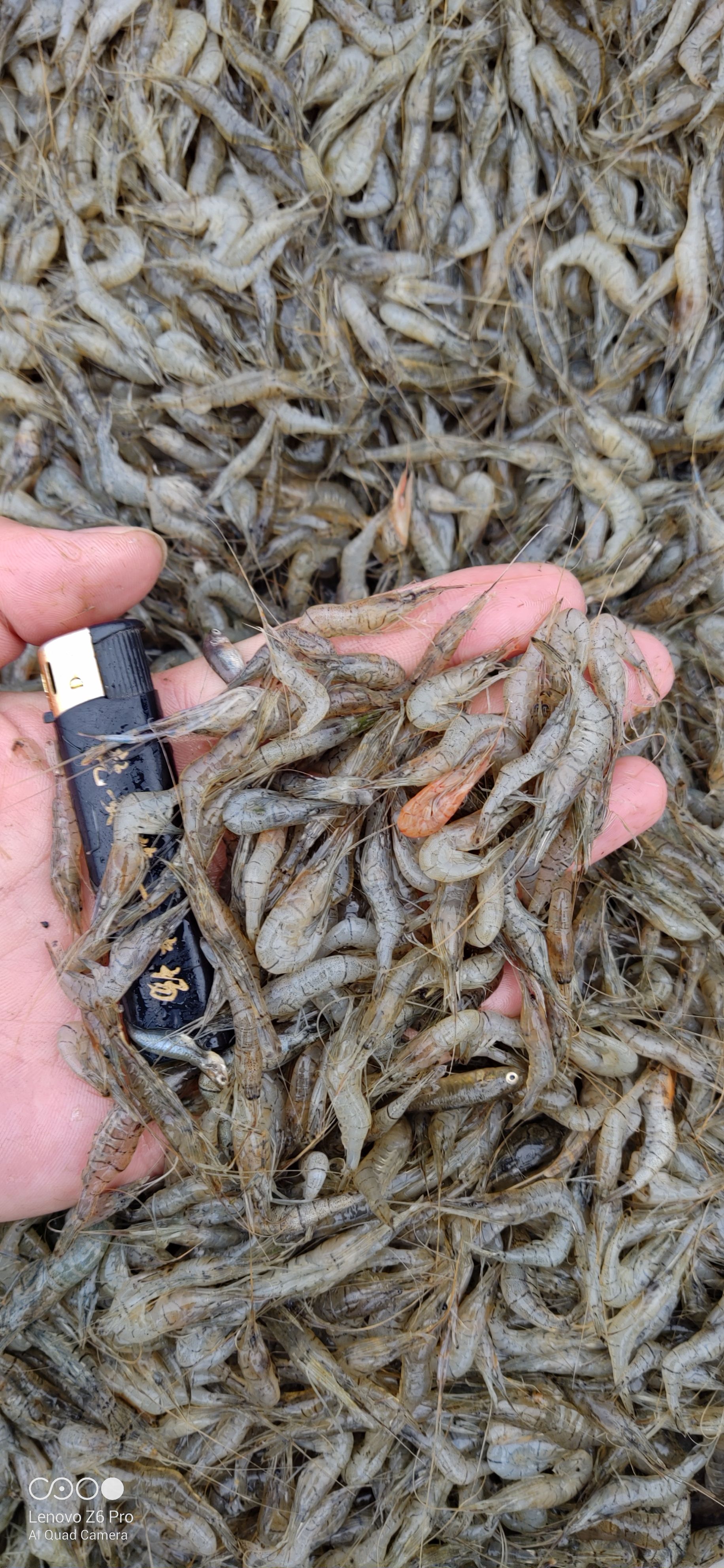 黑龙江草虾产地批发，2-3公分草虾青虾，冻板青虾草虾2斤一袋