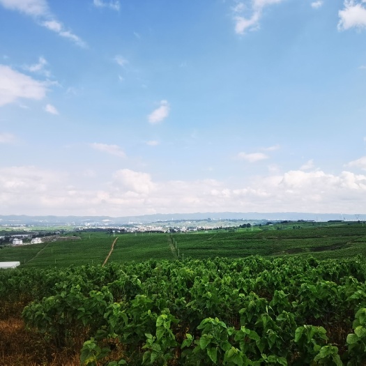 曲靖500亩桑枝，桑叶，桑树急出！价格包您满意，价格面议！