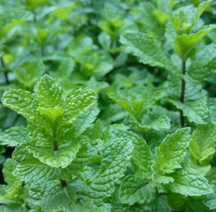 薄荷种子留兰香薄荷种子猫薄荷食用薄荷室内盆栽花卉种子