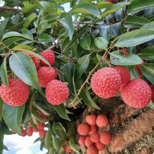 广州从化桂味荔枝