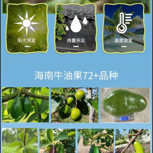 儋州市海南本地牛油果 现摘现发一箱5斤
