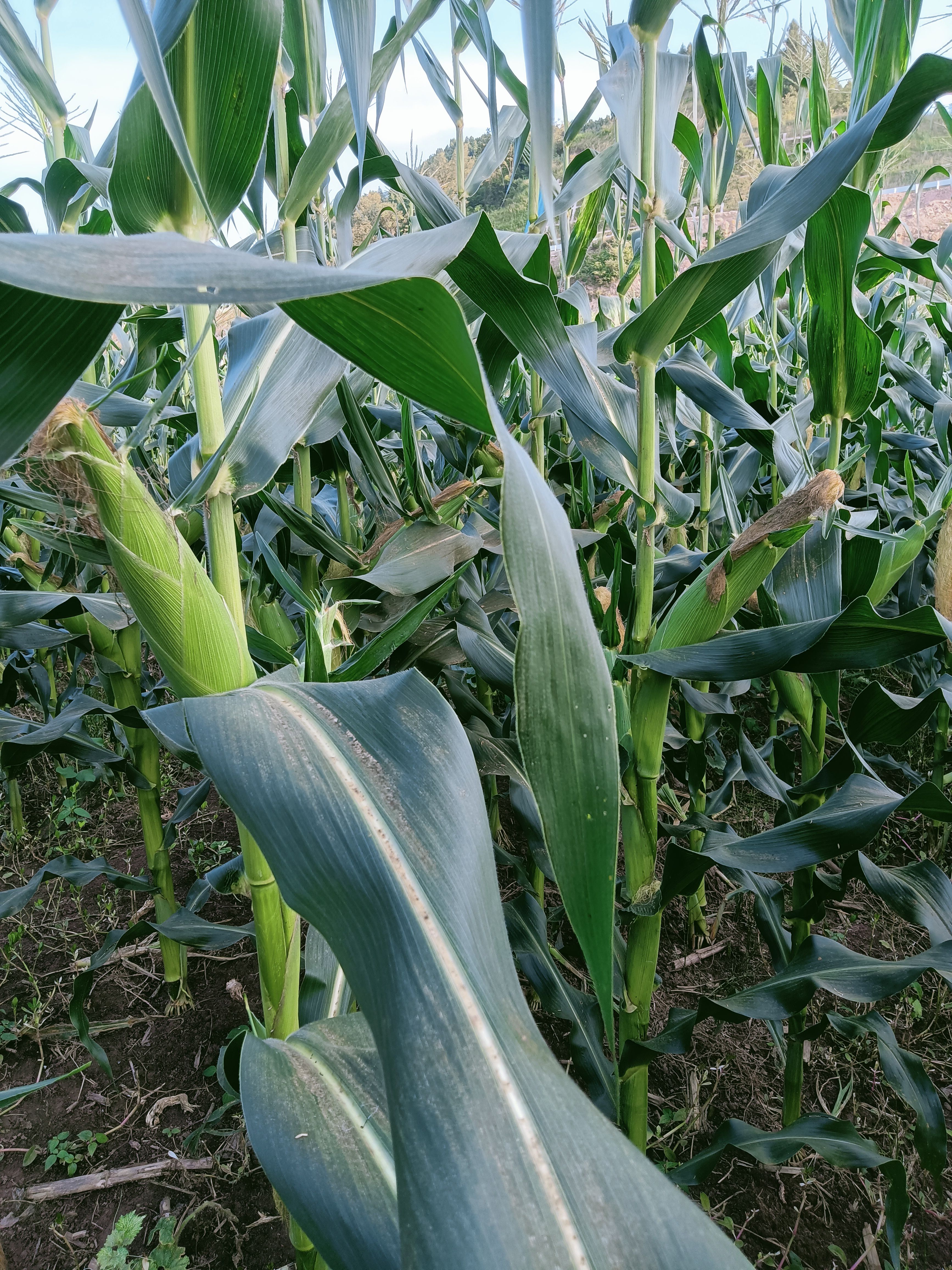 优质鲜玉米太阳花，甜彩糥品种都有大量上市欢迎联系