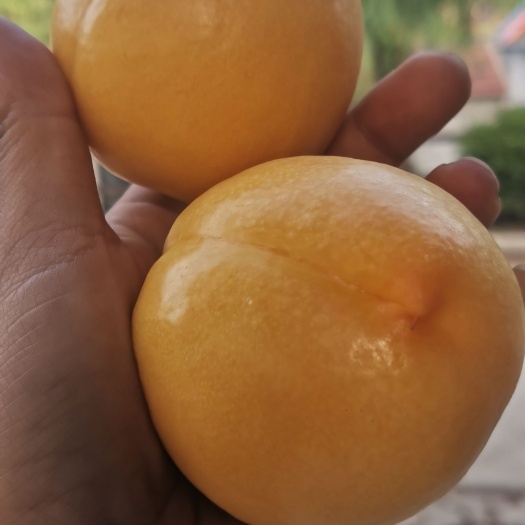 黄油桃曙光油桃中油四号油桃