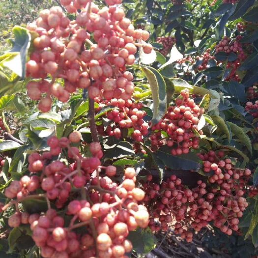 平阴县航天无刺花椒种苗