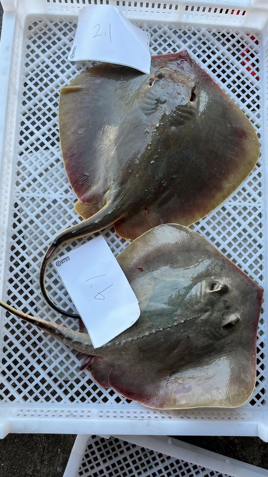 海钓大黄鳐，帮顾客一块块切好只有大的才有办法这么切小的没